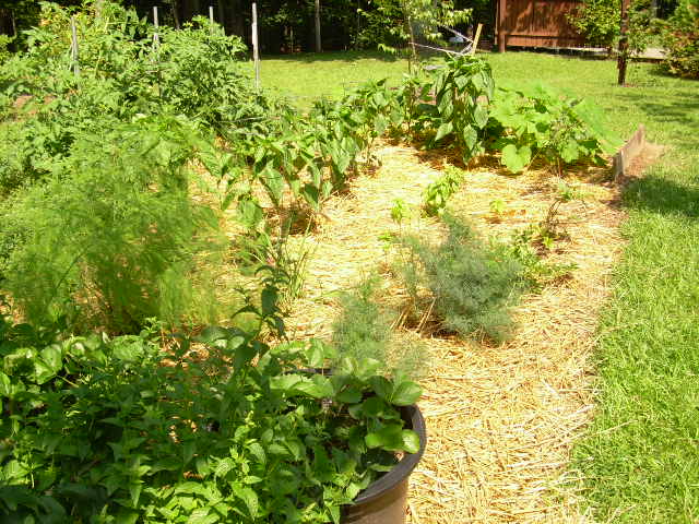 q i need to know why i changed out my straw, gardening