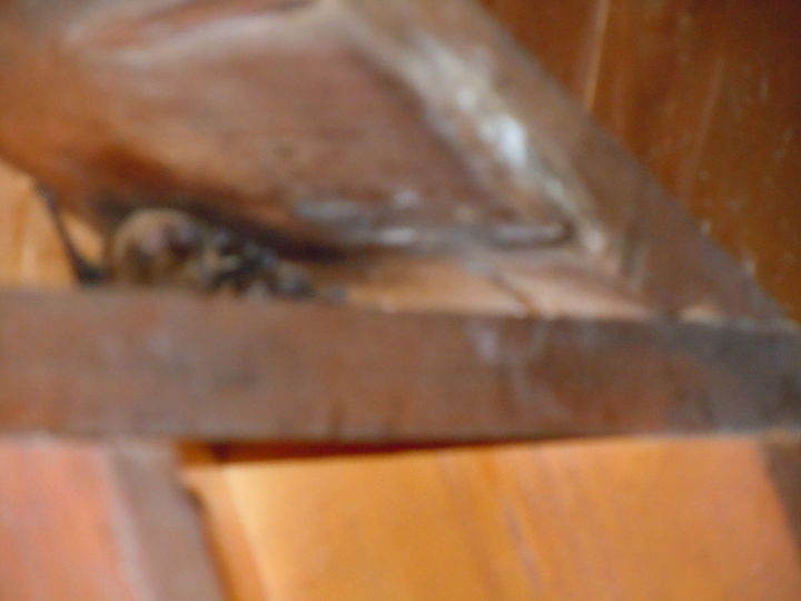 i have two families of bats in the rafters of my porch in ellijay i want them to, pest control, The picture isn t too clear but there are the bats in the rafters