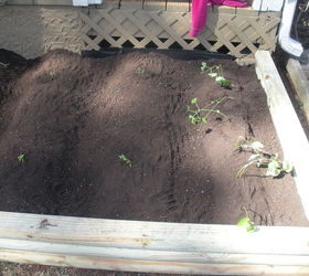 raised garden bed, gardening, raised garden beds, woodworking projects, Green beans the first row then tomatoes 2 rows