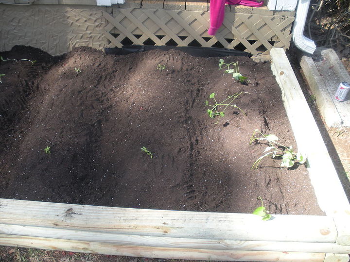 raised garden bed, gardening, raised garden beds, woodworking projects, Green beans the first row then tomatoes 2 rows