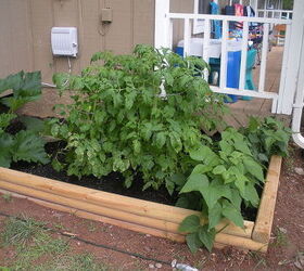 raised garden bed, gardening, raised garden beds, woodworking projects, 2 months later