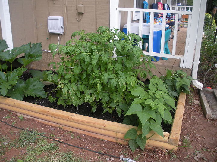 raised garden bed, gardening, raised garden beds, woodworking projects, 2 months later