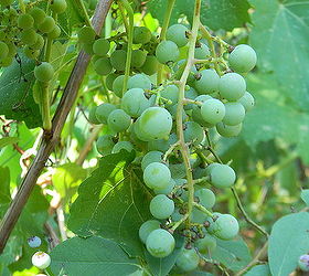 we planted concord grape vines that we bought from home depot a few years back and, gardening, landscape, Concord grapes