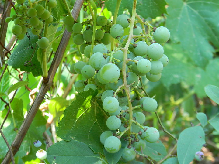 we planted concord grape vines that we bought from home depot a few years back and, gardening, landscape, Concord grapes
