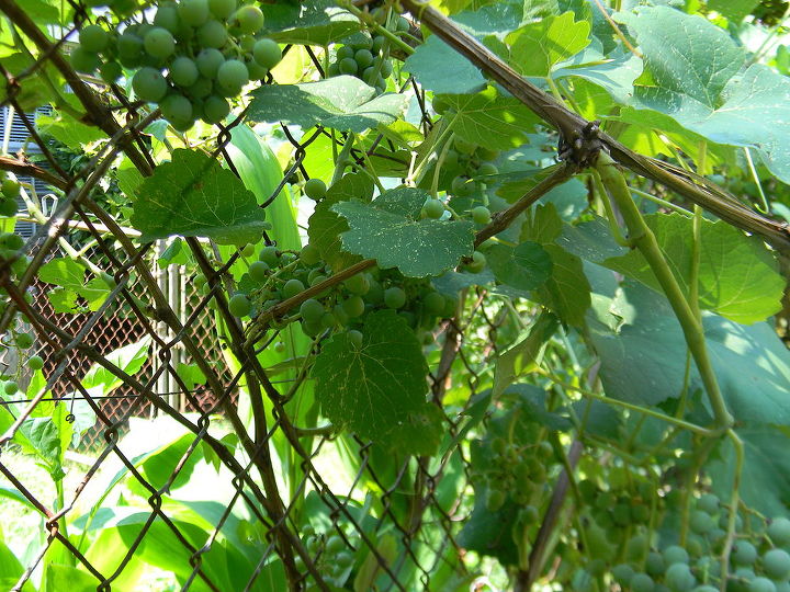 we planted concord grape vines that we bought from home depot a few years back and, gardening, landscape