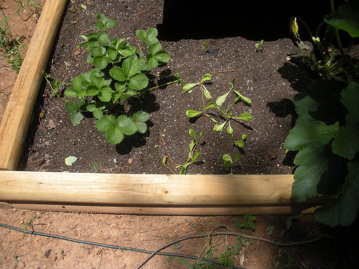 raised garden bed, gardening, raised garden beds, woodworking projects