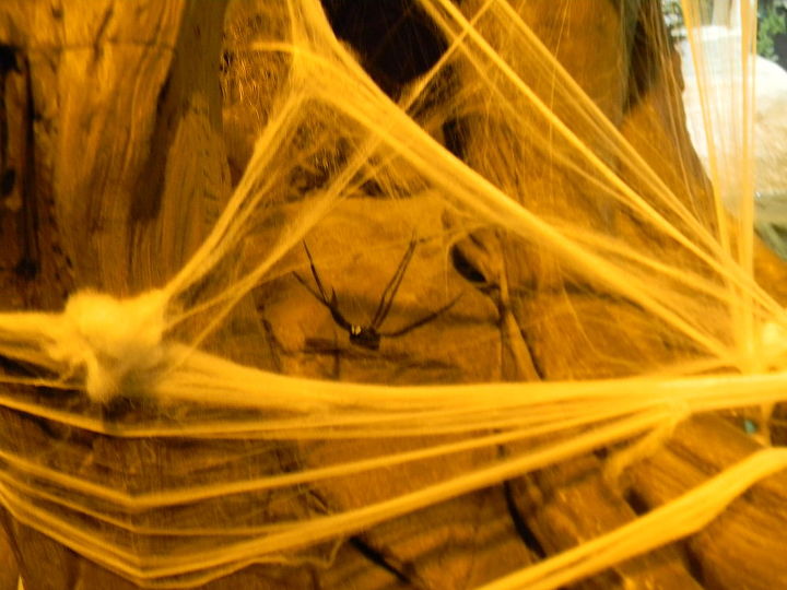 halloween decoration ideas i am sure most of you have amazing themes set up already, home decor, Small Spider in Web