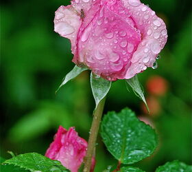 rain rain rain beautiful rain, gardening, Even the bug on this pink rose seems to love the rain