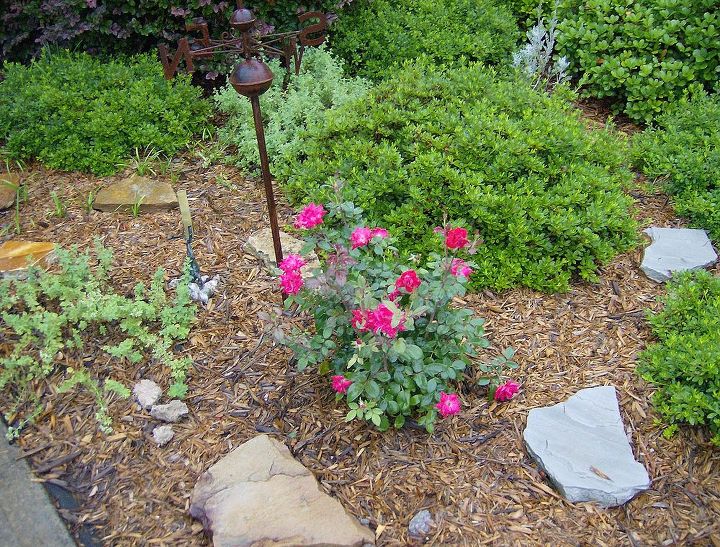 my front yard, gardening, outdoor living, My husbands birthday rose bush