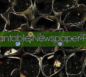 plantable newspaper pots, gardening, repurposing upcycling, These pots can go right in the ground when you re ready to plant