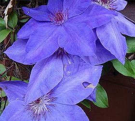 clematis will it live or will it not, container gardening, flowers, gardening, I WANT MY NEIGHBORS CLEMATIS LOL Hi BRENDA NEIGHBOR I LOVE YOU