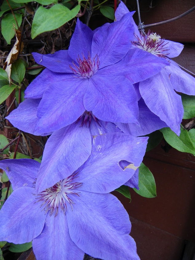 clematis will it live or will it not, container gardening, flowers, gardening, I WANT MY NEIGHBORS CLEMATIS LOL Hi BRENDA NEIGHBOR I LOVE YOU