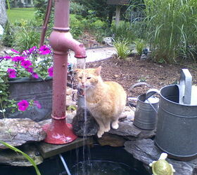 happenings in the garden, gardening, The hand pump fountain was a favorite of Thomas the cat