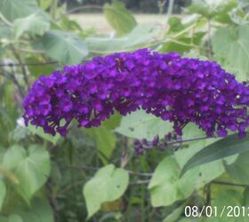 just some of the flowers in our yard, flowers, gardening, Butterfly Bush