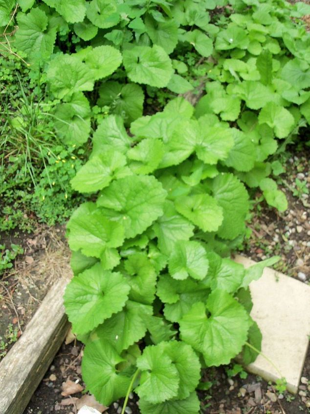 can you identify, gardening, It s leaves are large and the plant is spreading quite quickly