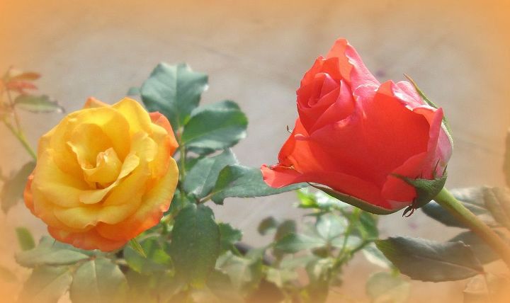 my roses, gardening