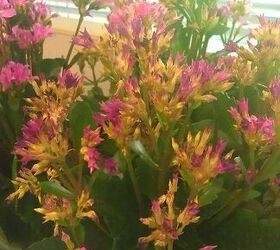how can i best maintain my kalanchoe at work, flowers, gardening