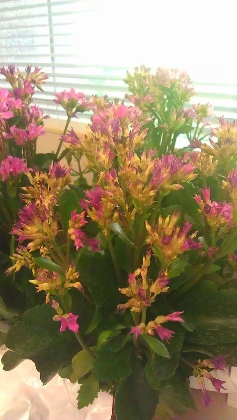 how can i best maintain my kalanchoe at work, flowers, gardening
