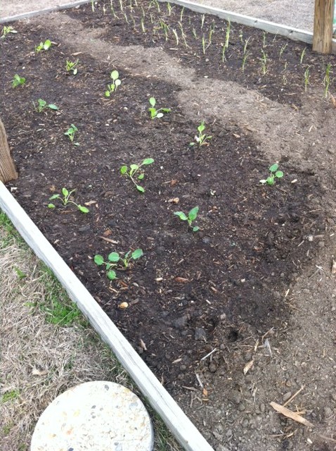 gardening, flowers, gardening, Broccoli sweet peas and green beans Planted on 2 17 13