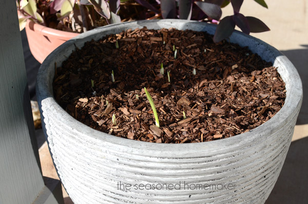 In one week these guys popped up. That's how easy it is.