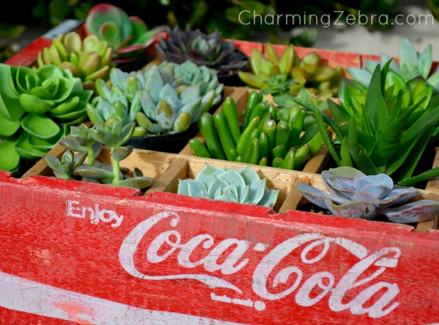 vintage soda crate planter, flowers, gardening, repurposing upcycling, succulents, Vintage soda crate planter