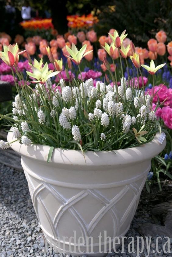 preparing fall bulb planters for spring, container gardening, gardening, You can find all of the details for planting the bulbs here Then get creative with your plan