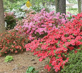 i have many large and old azaleas in my shady yard they bloom, gardening