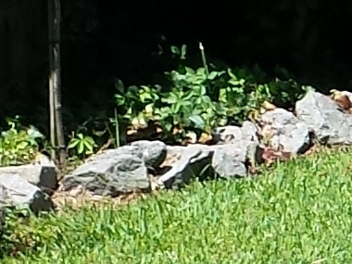 ideas needed for using rocks in backyard, gardening, landscape, What can I do with these rocks