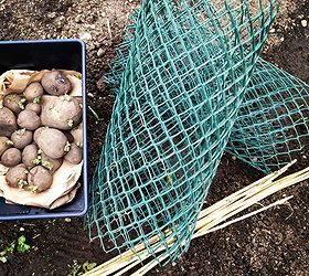 easiest potato growing method ever, gardening, Green plastic fencing bamboo stakes and well rotted compost