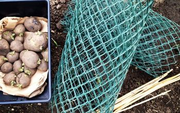Easiest Potato Growing Method Ever!
