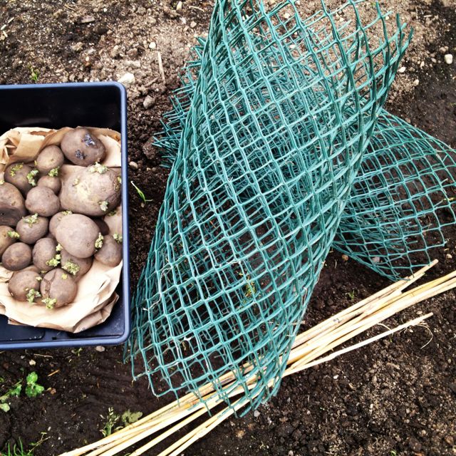 easiest potato growing method ever, gardening, Green plastic fencing bamboo stakes and well rotted compost