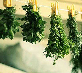 harvesting and preserving herbs, gardening, Bunch drying hang tied bunches of herbs upside down on an indoor clothesline pegs nails or drying rack in a dark and dry location
