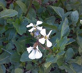what to plant in november, flowers, gardening, The flowers of arugula are edible too I expect this plant to grow all winter even though it s bolting Cold weather will keep it alive