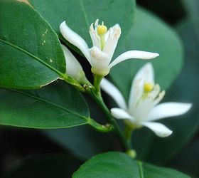 january flowers, flowers, gardening, Sweetly scented lime blossoms of Bearss Seedless Persian lime Citrus latifolia