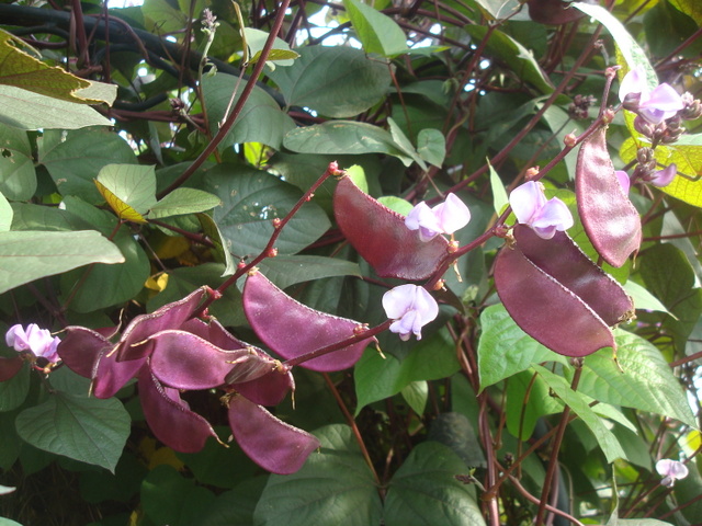 hyacinth bean vine, gardening, The purple seed pods are lovely as an autumn addition to bouquets