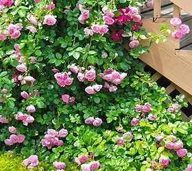 climbing rose and clematis combination, gardening, This trellis disguises our trash can area under a staircase We pulled out one sidewalk paver to make room to plant the rose five years ago and added Sedum Acre to keep the weeds out The clematis was planted last year Both climbe