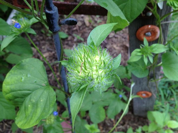can someone identify this vine, flowers, gardening