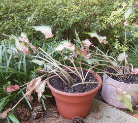 i bought these caladiums 2 3 wks ago at lowe s because i wanted some color in my, gardening