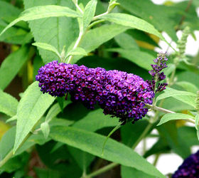 easy summer flower arrangement, flowers, gardening, home decor, Purple Blooms from Butterfly Bush