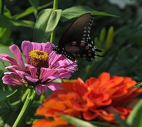 butterfly in my garden, gardening, pets animals