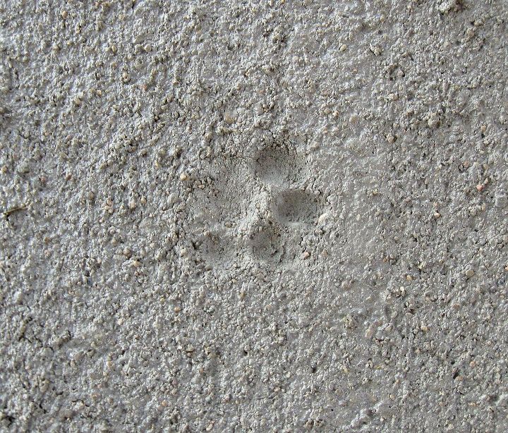 chicken claws and kitty paws, concrete masonry, Then Snickers the kitty dashed over it