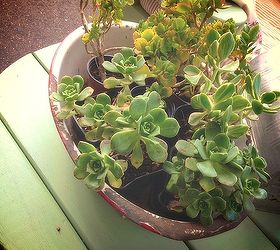 using succulents with flea market finds, flowers, gardening, repurposing upcycling, succulents