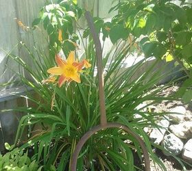 daylilies, gardening, Ditch Lily I ve been told