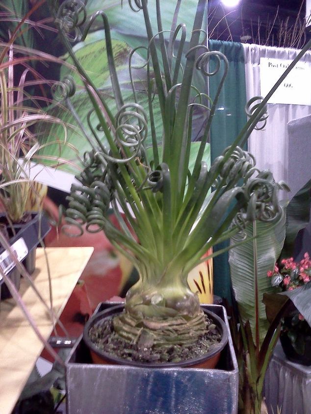 ggia wintergreen tradeshow, gardening, The bulb on this is totally cool Albuko