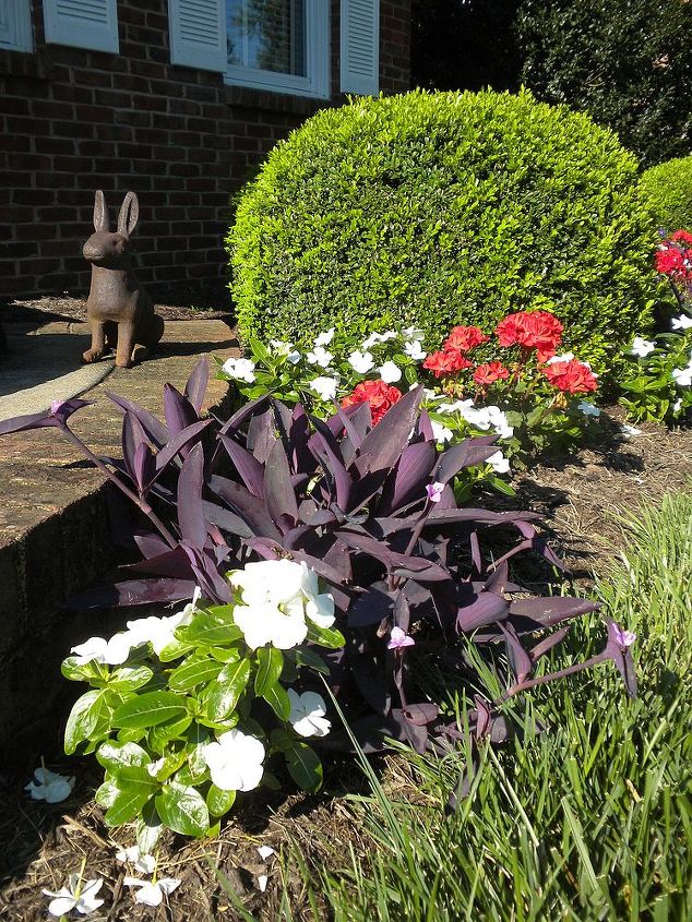 garden blooms june zone 6, container gardening, flowers, gardening, hibiscus, hydrangea, outdoor living, Annuals first week of Aug