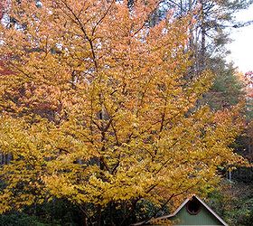 my potting shed aka crickhollow cottage, gardening, outdoor living, A fall view of Crickhollow cottage with the Kwanzan cherry tree in all its splendor