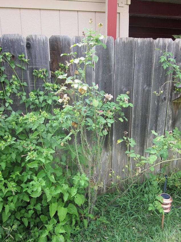 rose shurb bush questions, gardening