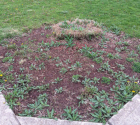garden advice, flowers, gardening, Front flower bed I think that s ornamental grass in the back corner
