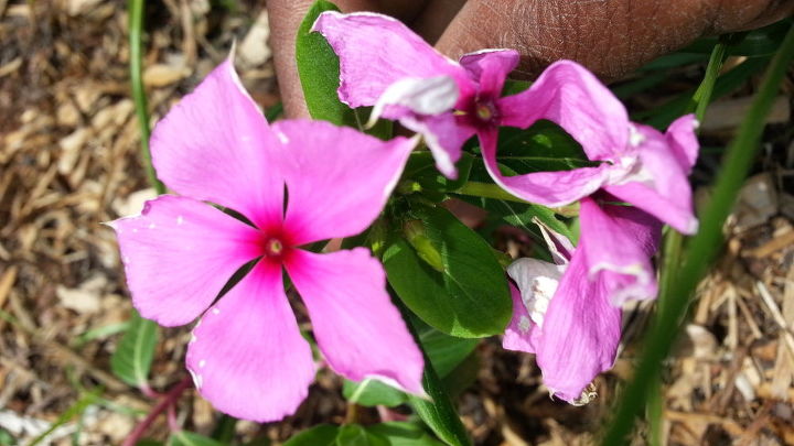 q is this a madagascar periwinkle catharanthus roseus, gardening, My plant 1