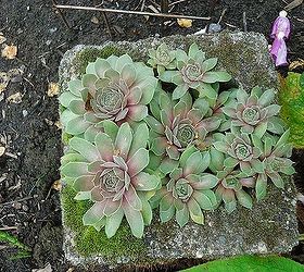 friday walk in the garden, flowers, gardening, outdoor living, repurposing upcycling, succulents, This old brick planted with succulents is lovely I must do this again These will overwinter here